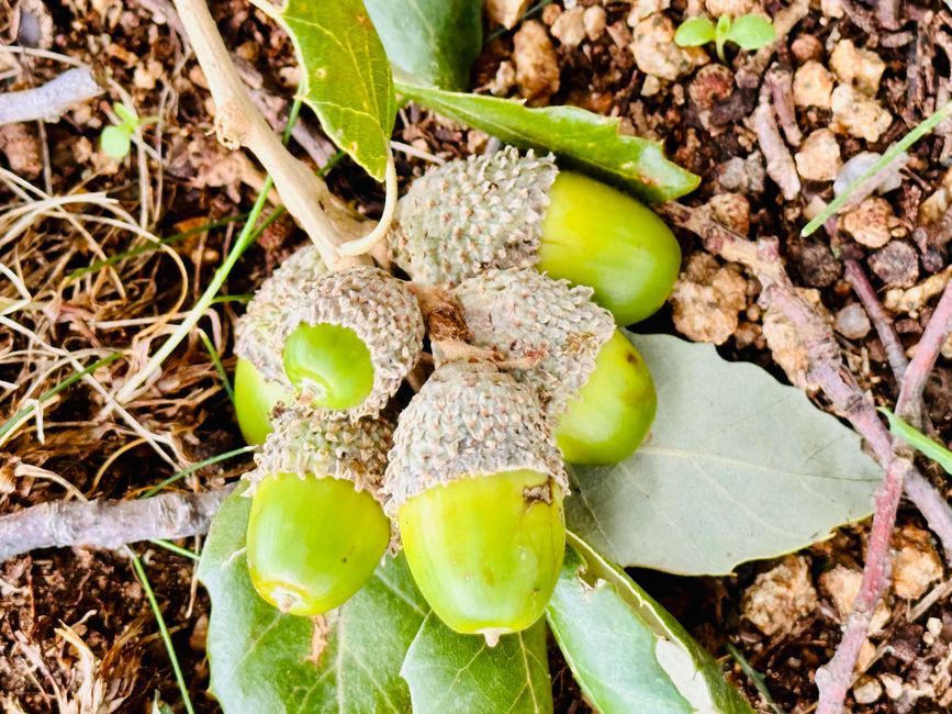 Diversidad de la naturaleza