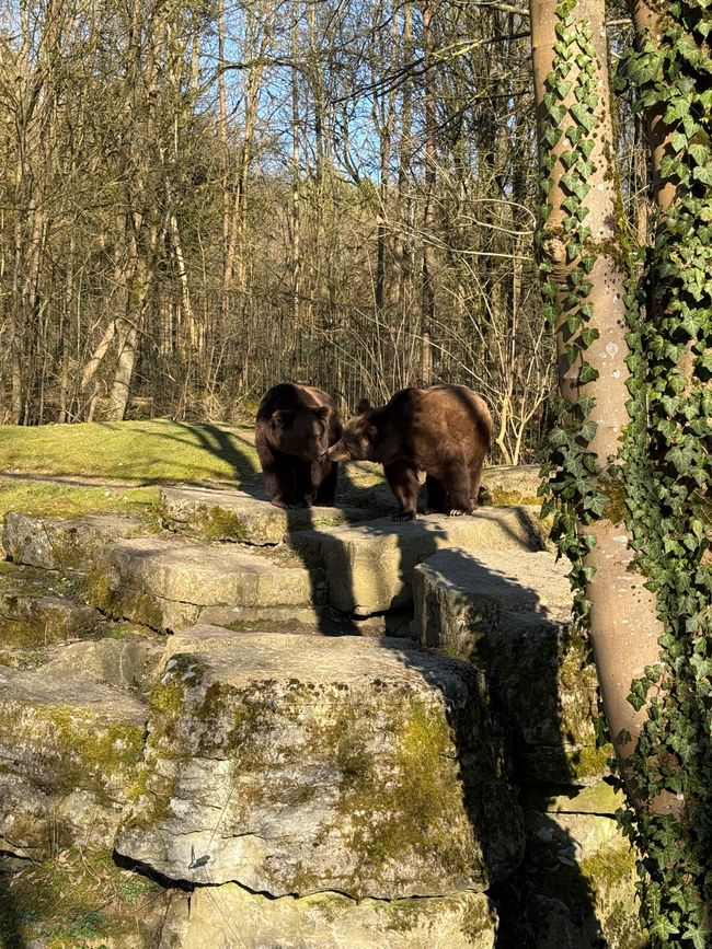 📍Wildpark, Bad Mergentheim/ 📍Wildlife Park, Bad Mergentheim