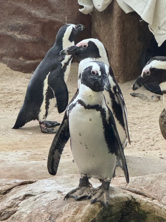 South Africa 🇿🇦Week 4