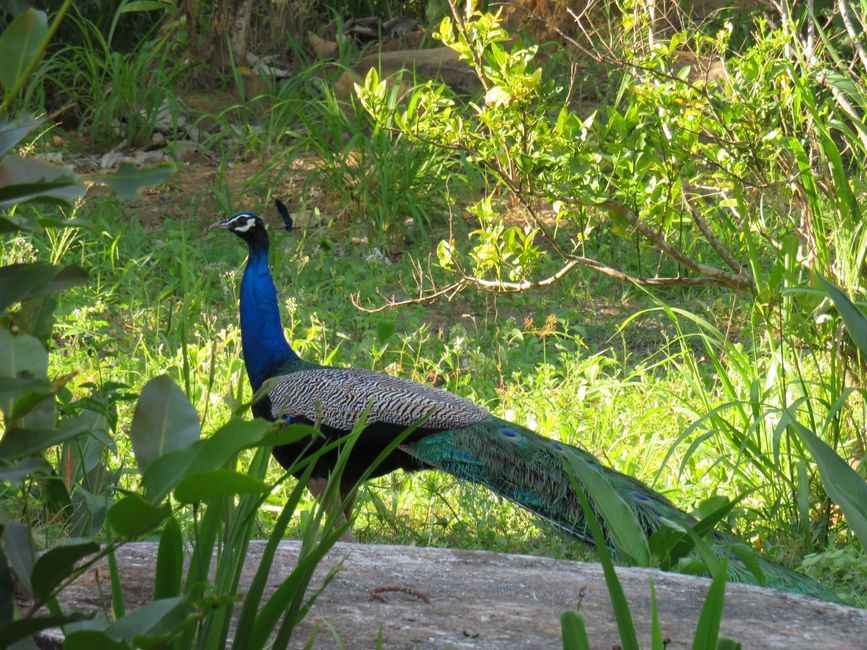 Polonnawaruna