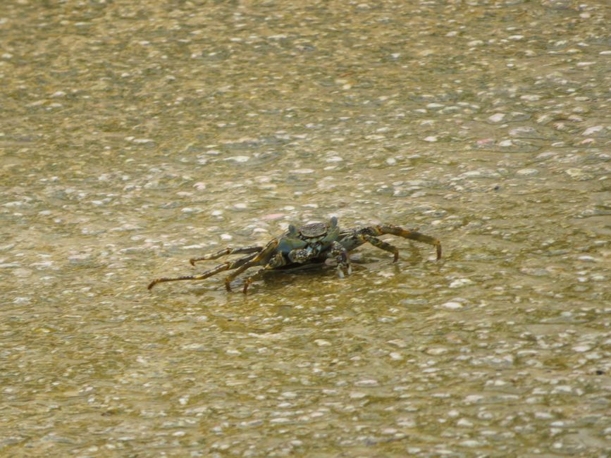 Crabe