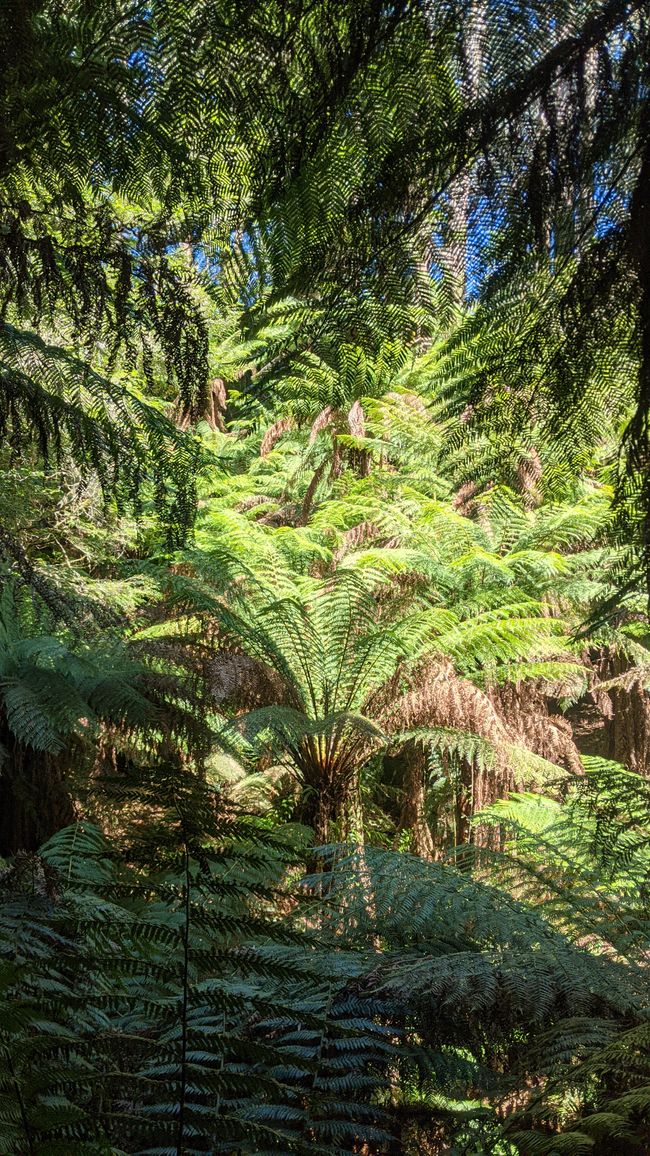 Tarra Bulga & Raymond Island