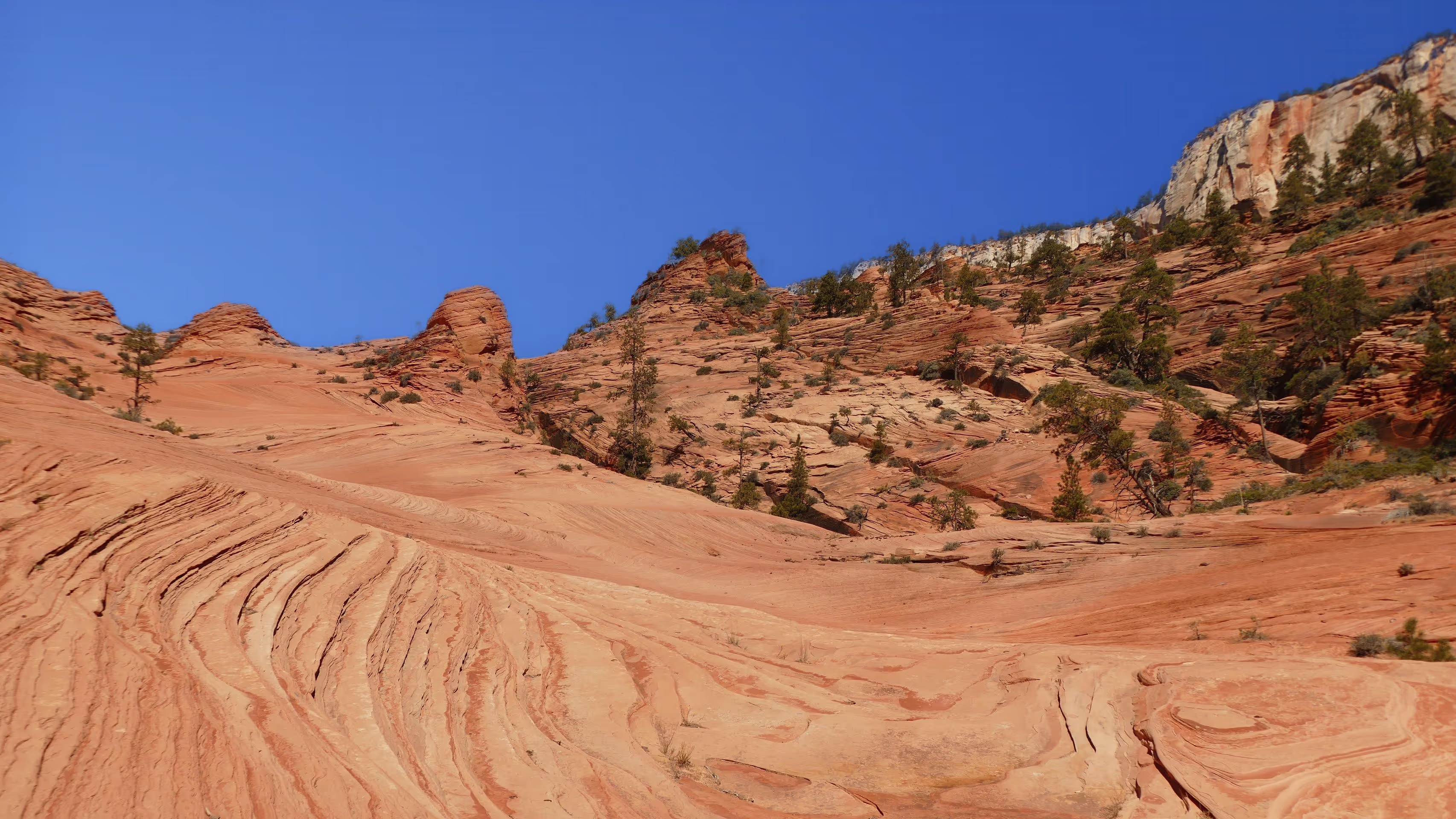 kolob2