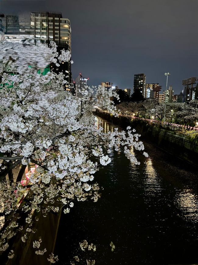 Parte 7
BENVENUTO IN GIAPPONE 🇯🇵
TOKYO