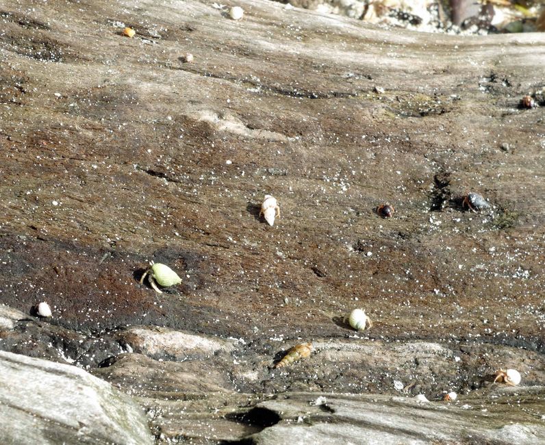 Kleine Einsiedlerkrebse auf Holzstamm
