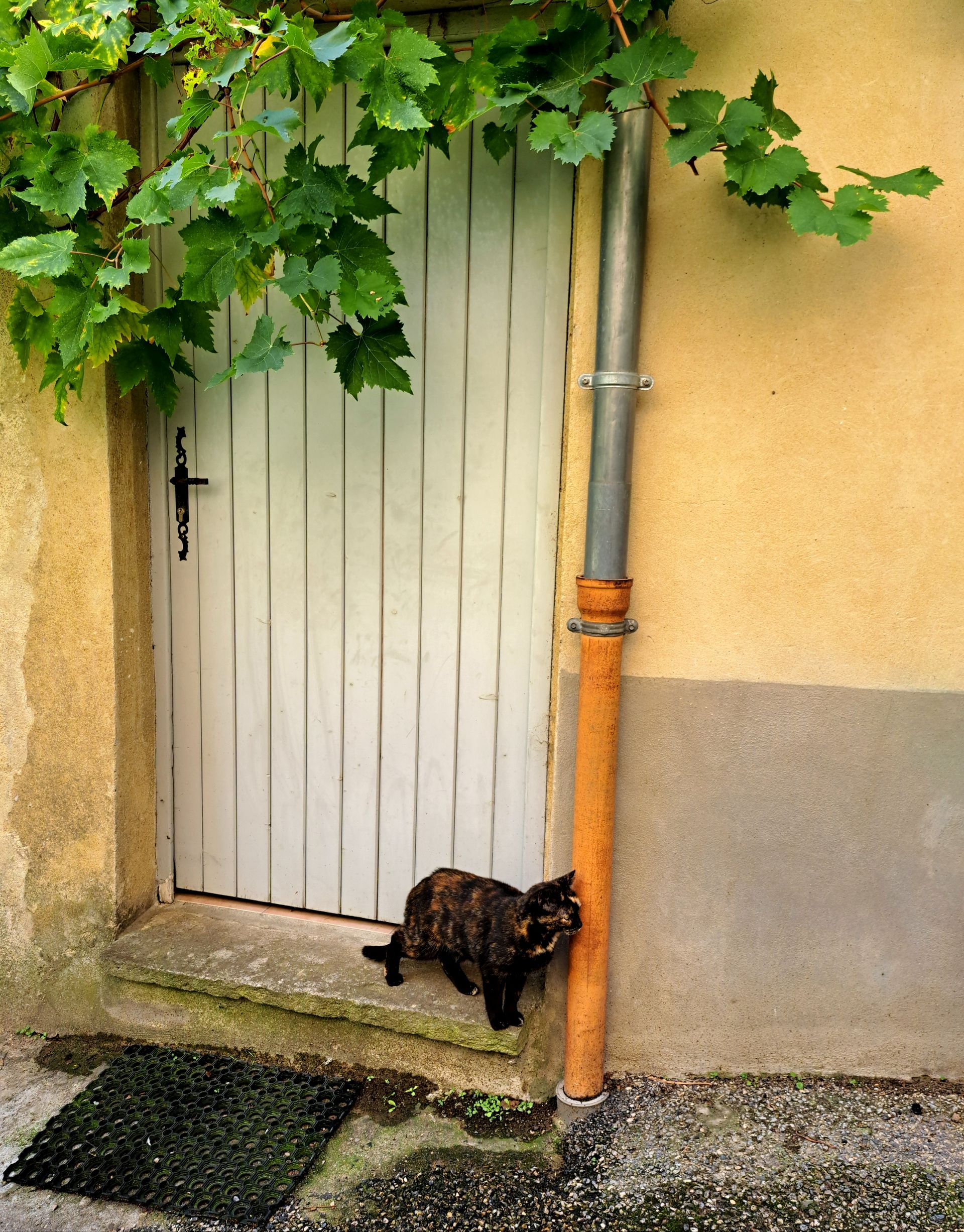 ...Gatos...