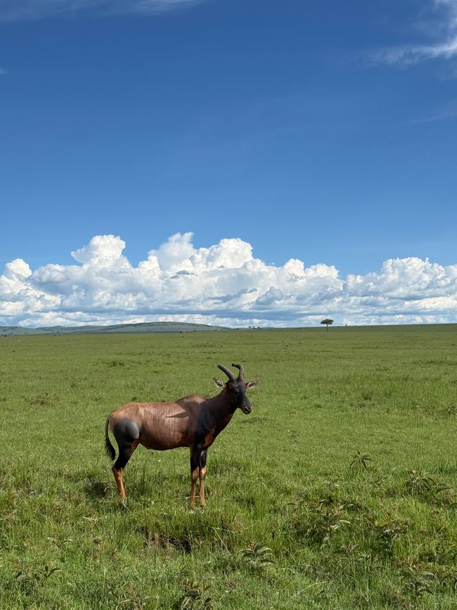 Jambo Kenia