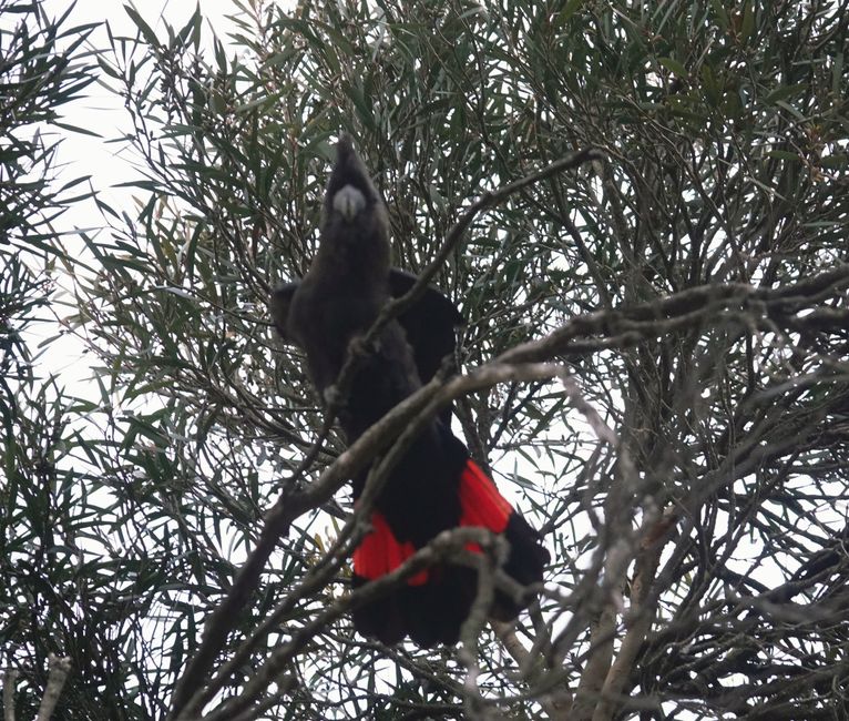 On Kangaroo Island