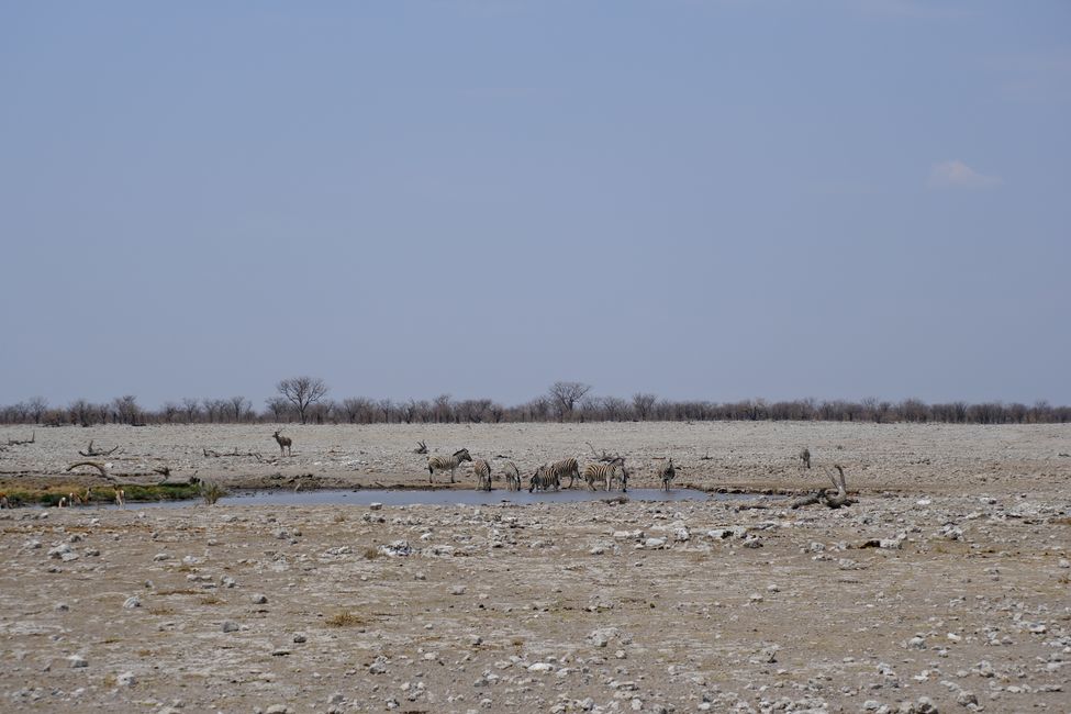 Etosha National Park 🐘🦒