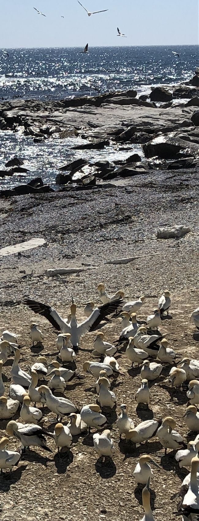 Bird Island - Kaptölpel-Kolonie