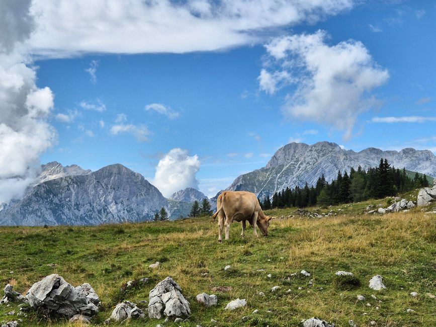 Nauf auf die Alm🐄