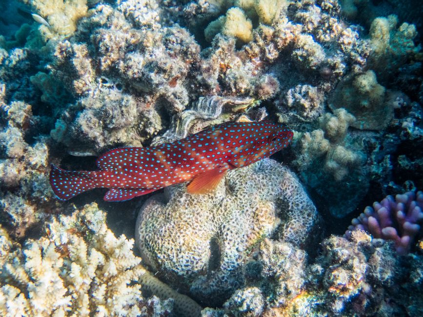 Poisson-perche bijou