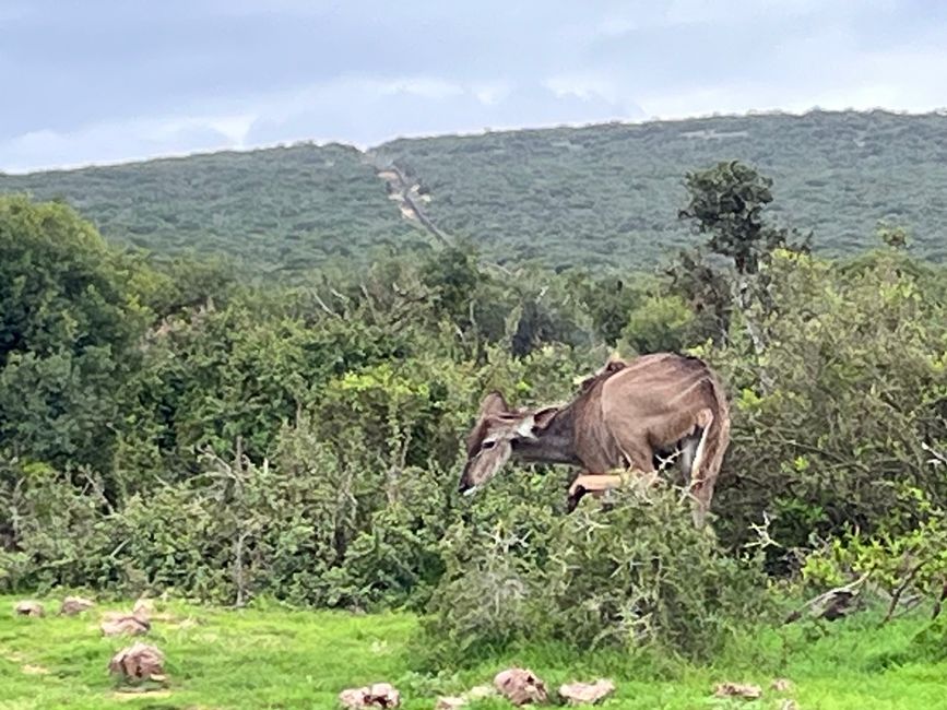 Addo Elephant Park