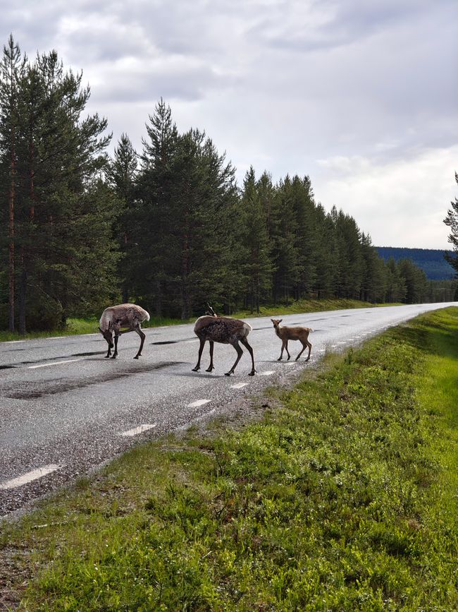 Baby Reindeer 