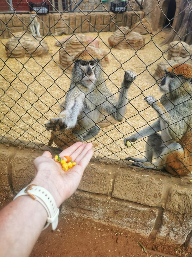 Monkey park