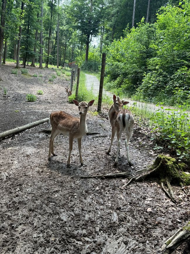 📍Wildpark, Hundshaupten/ 📍Wildlife Park, Hundshaupten