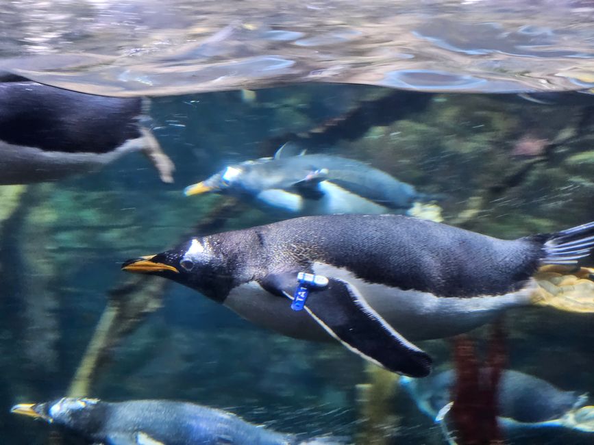 2025 - Aprile - Valencia - Oceanogràfic