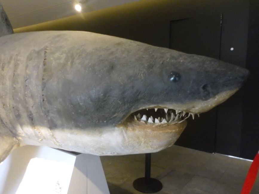 Ausstellung zur Tierwelt