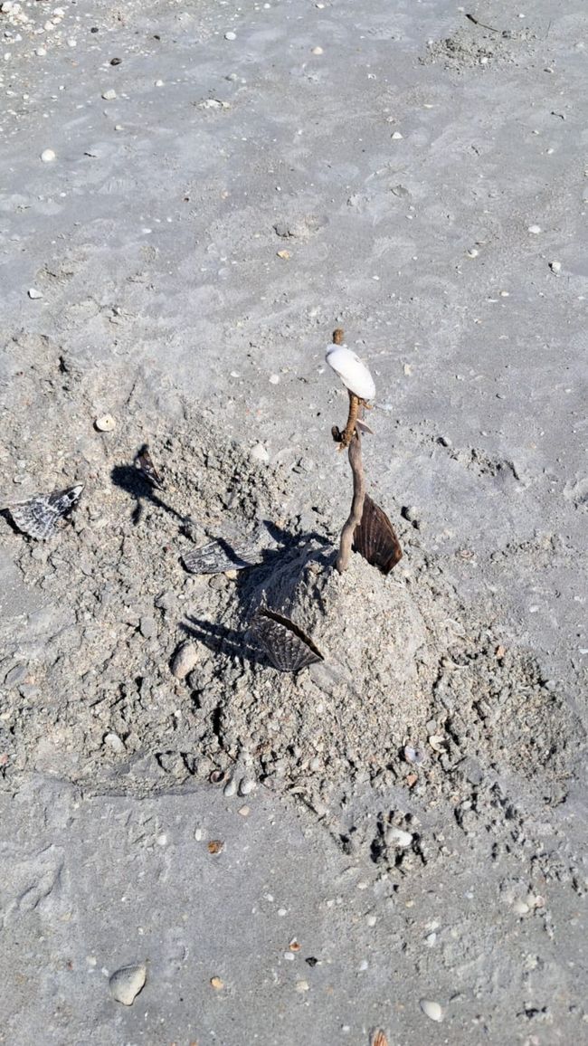Dag 11: Fort Myers Beach