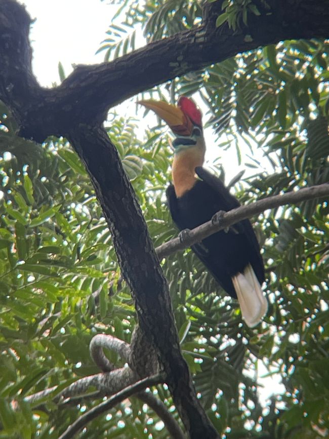 Tag 25/26 Tangkoko