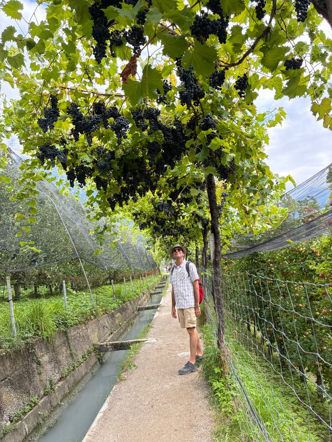 Vinschgau