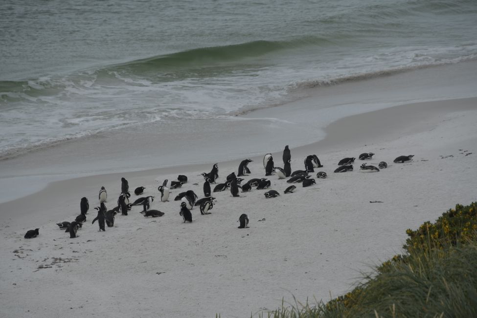 Manchots de Magellan / Magellan penguins
