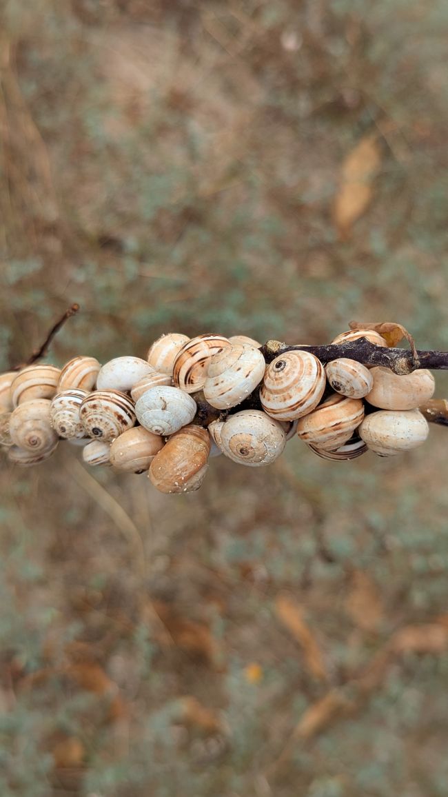 Überall Schnecken...