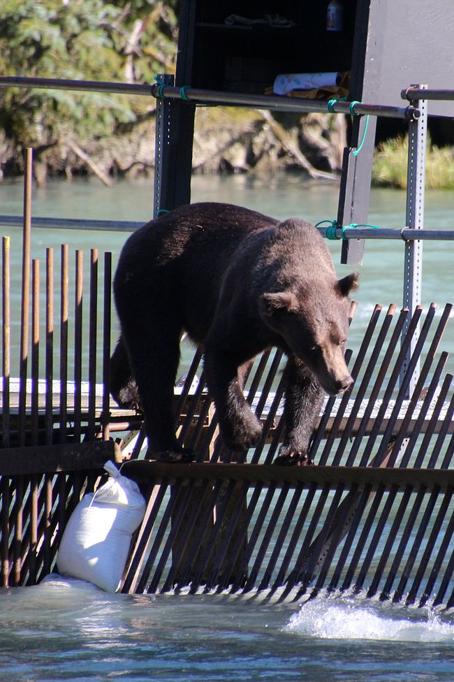 Day 26: Chilkoot River - a big bear show & photoshoot with 'Lulu'