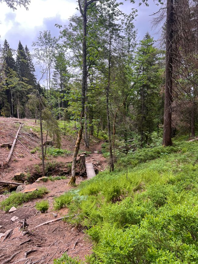 26 Feldbergsteig Escursione Pro Wolermoos