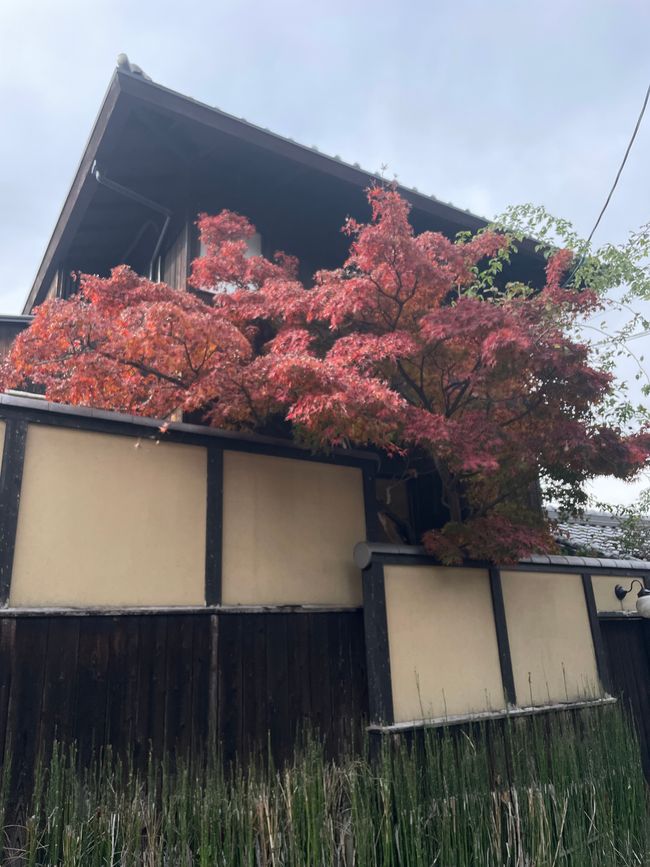 32. Kapitel: Bei den Geishas in Gion, ein sehr frohes Wiedersehen und einmal im Leben Thunfisch-Sushi satt