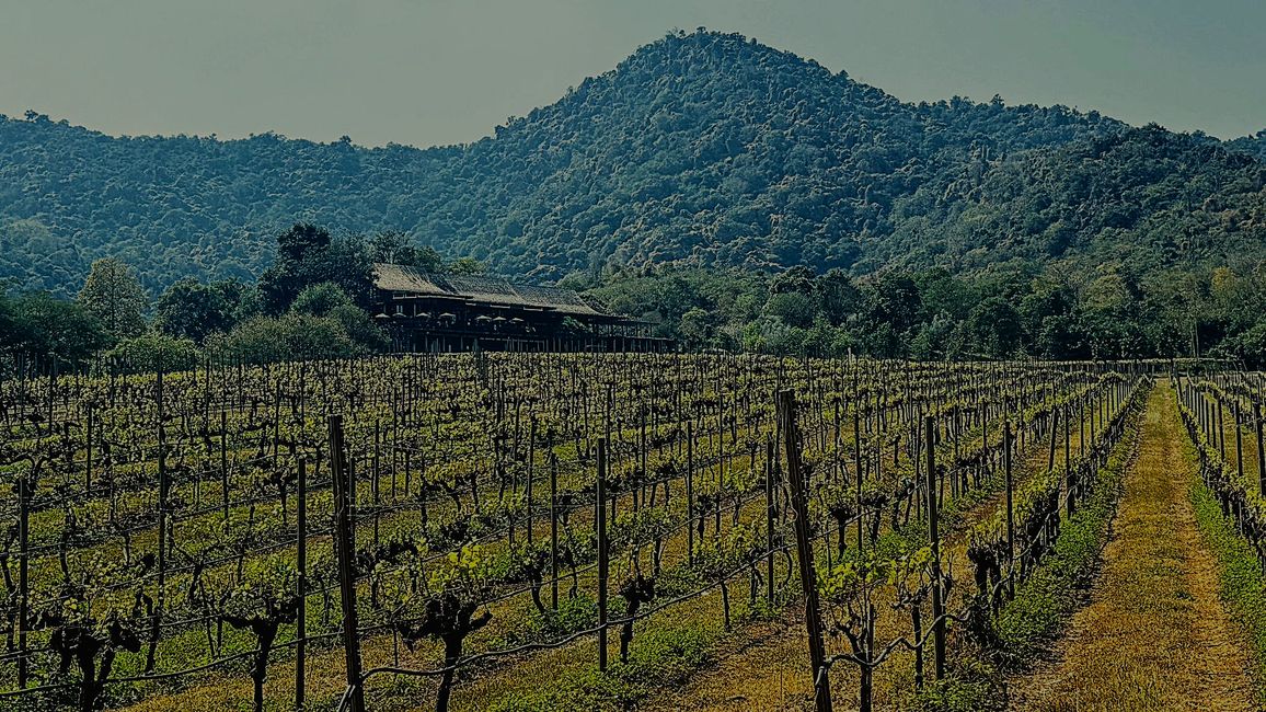 Monsoon Valley Winery près de Hua Hin