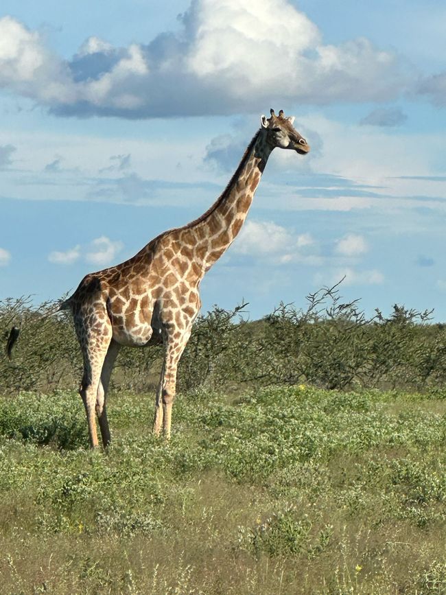 Parc national d'Etosha