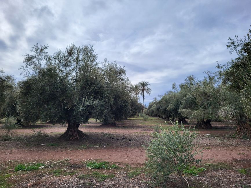 Olivenhain