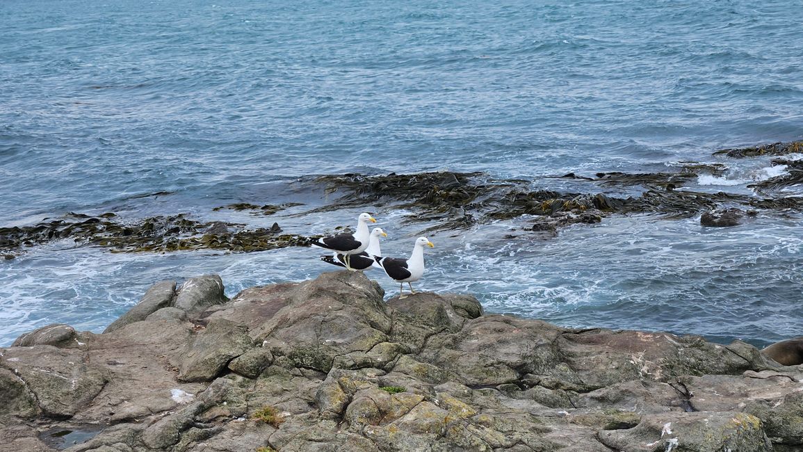 Timaru - Oamaru - Moeraki - Dunedin - Otago Peninsula - Oamaru