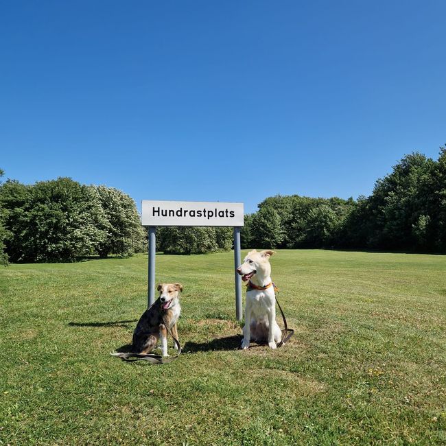 Hunderastplatz