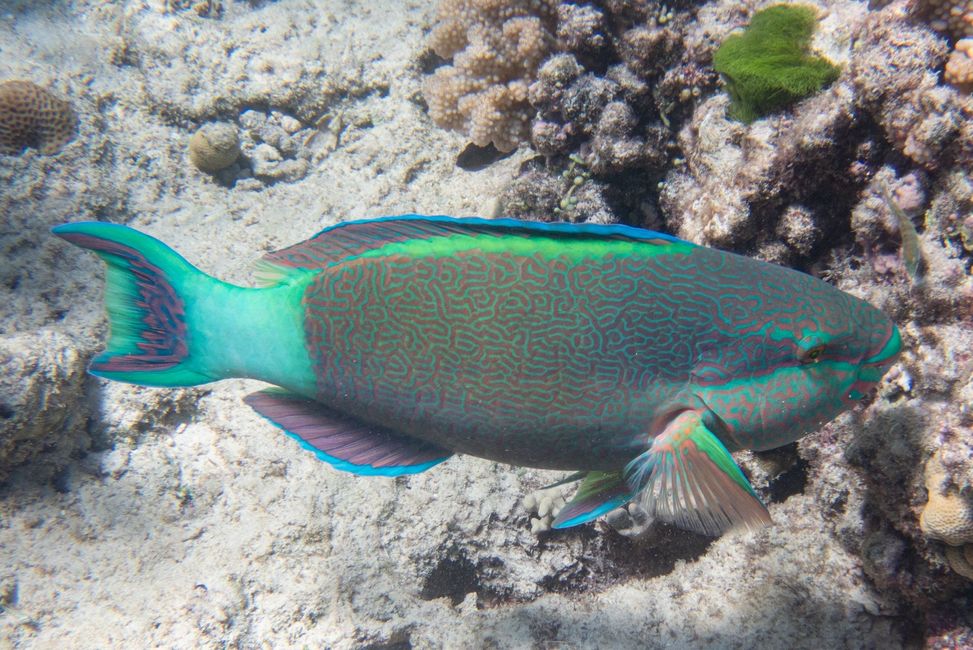 Mackay Reef | Great Barrier Reef