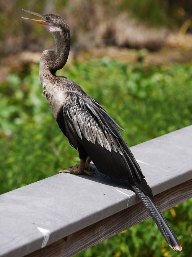 Everglades National Park