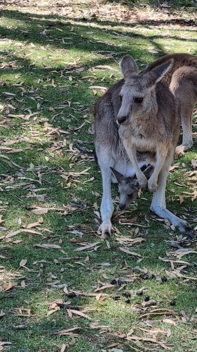 Wiedersehen in Adelaide, 11. und 12.01.25