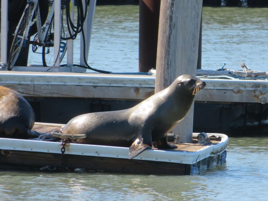 Pier 39