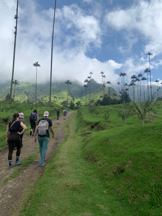 Palmas de cera 🌴