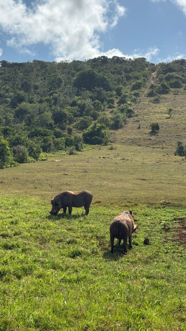 Addo Nationalpark