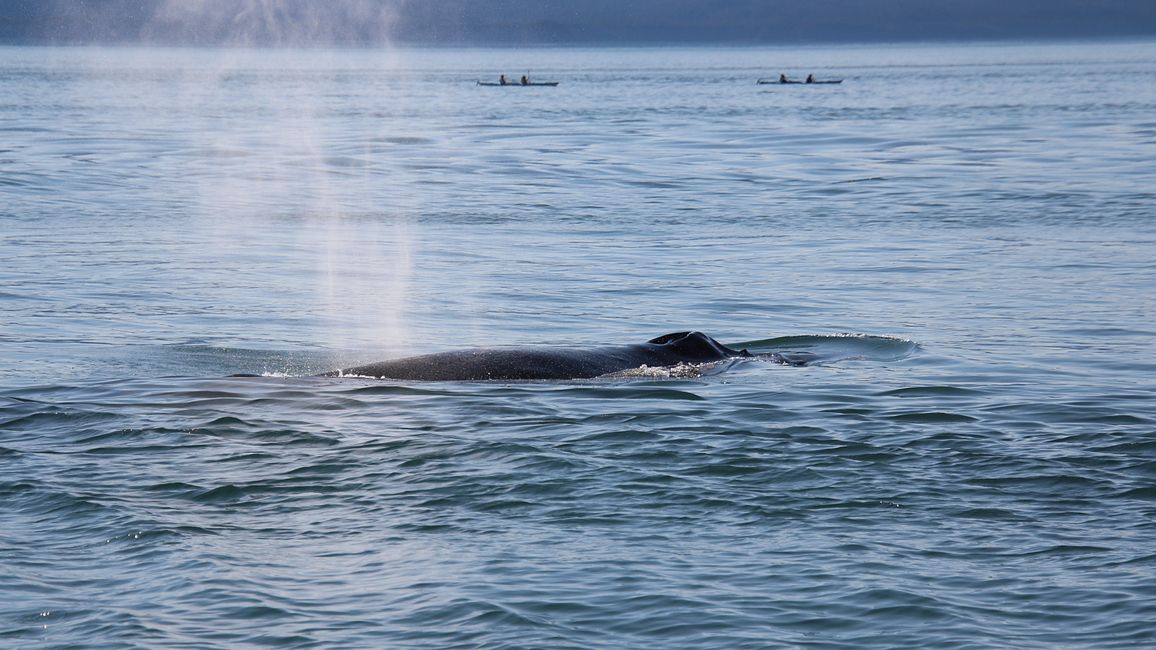 Day 24: Trip to Juneau: Glacier Outburst & 20,000 Tourists