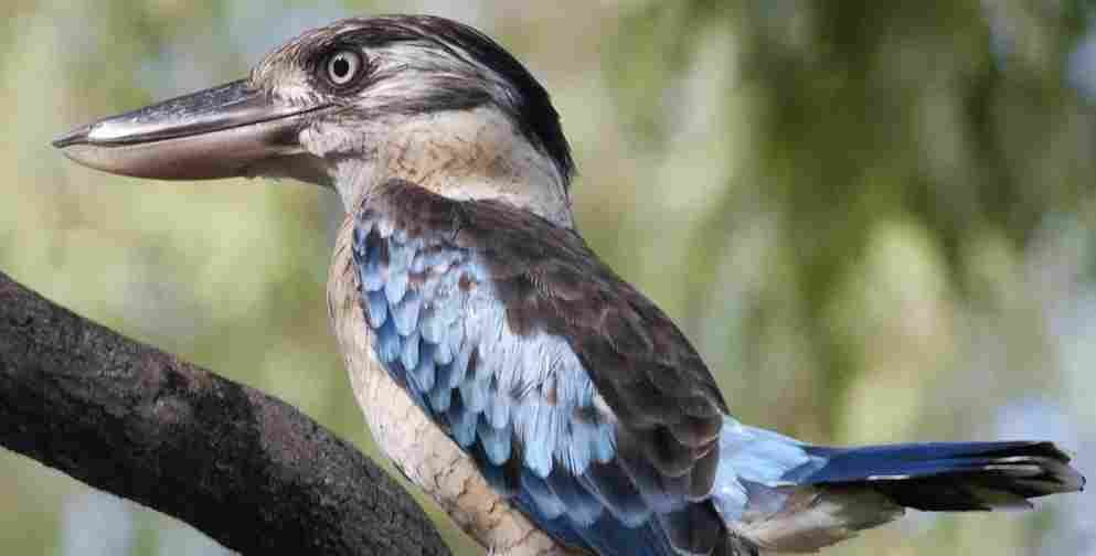 Von Darwin aus werden wir einen der bekanntsten Parks, den Kakadu National ansehenPark