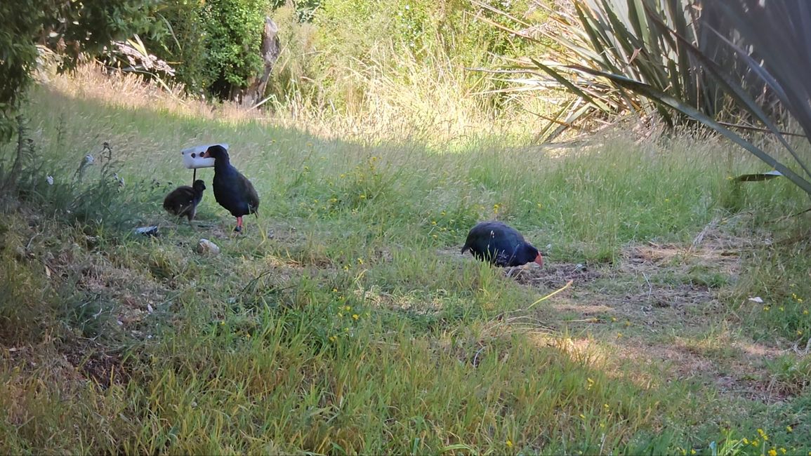 Manapouri - Te Anau - Milford Sound