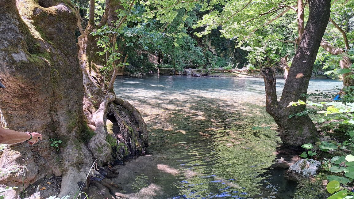 Riesige Platanen säumen den Fluss 
