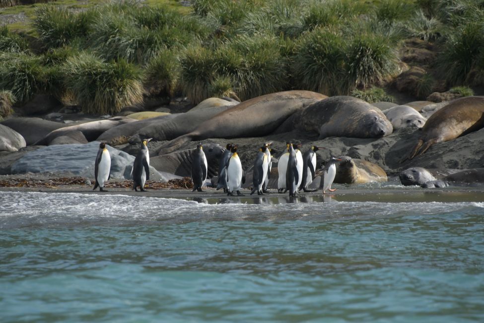 Königspinguine / King penguins