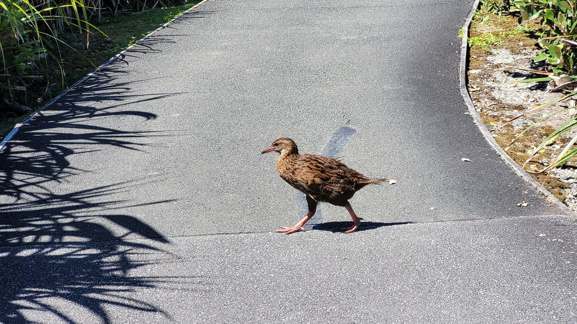 29.Januar-27.Februar 2025 Neuseeland
15.Januar