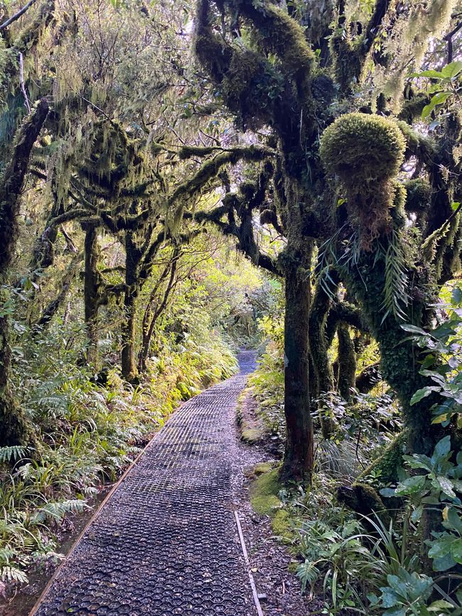 Track through the trees