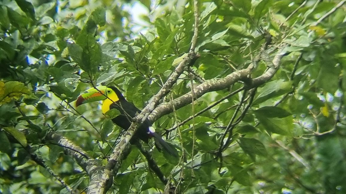 Jungle Life Costa Rica-
Rainforest Tour