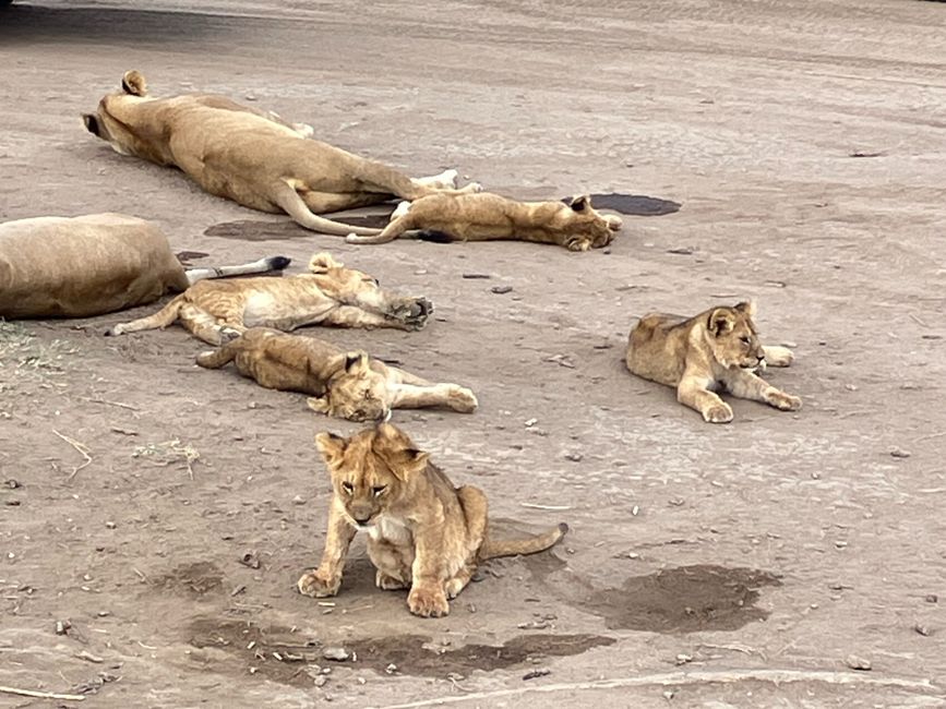 En la Serengeti - Día 1